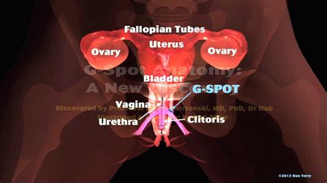 g スポット|what is g spot in female reproductive system.